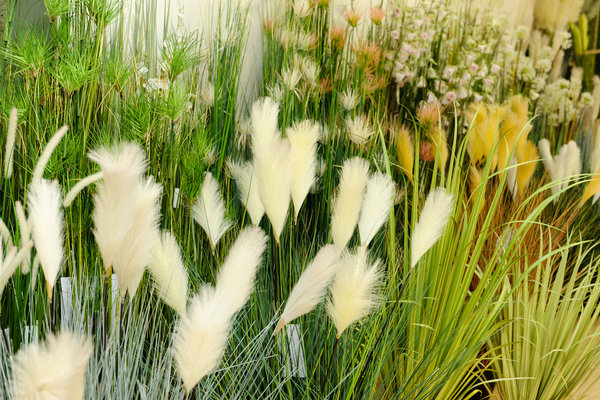 coolplant-grasses-1.jpg 